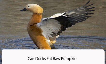 Can Ducks Eat Raw Pumpkin