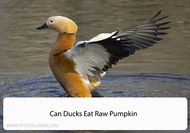Can Ducks Eat Raw Pumpkin