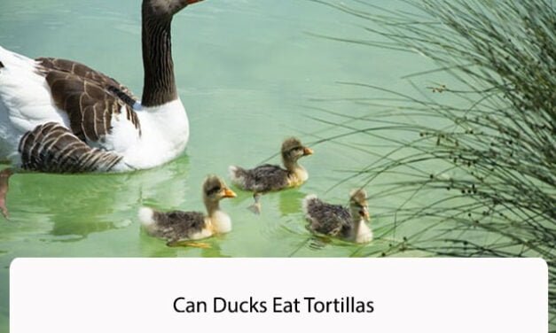 Can Ducks Eat Tortillas