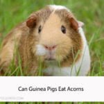 Can Guinea Pigs Eat Acorns