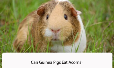 Can Guinea Pigs Eat Acorns