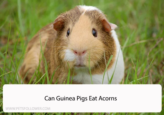 Can Guinea Pigs Eat Acorns