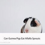 Can Guinea Pigs Eat Alfalfa Sprouts
