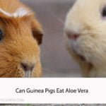 Can Guinea Pigs Eat Aloe Vera