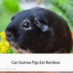 Can Guinea Pigs Eat Bamboo