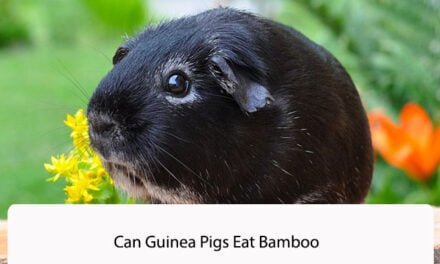 Can Guinea Pigs Eat Bamboo