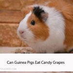 Can Guinea Pigs Eat Candy Grapes