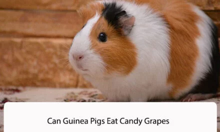Can Guinea Pigs Eat Candy Grapes