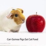 Can Guinea Pigs Eat Cat Food