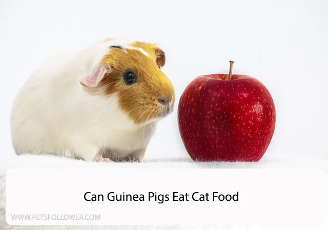 Can Guinea Pigs Eat Cat Food
