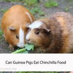 Can Guinea Pigs Eat Chinchilla Food