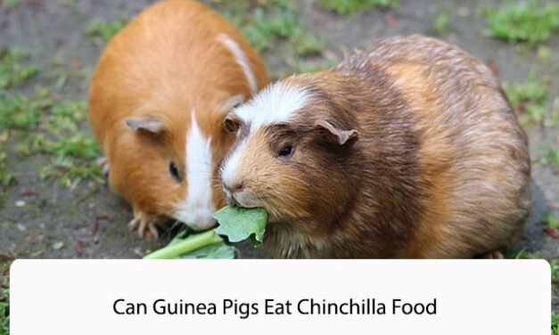 Can Guinea Pigs Eat Chinchilla Food