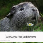 Can Guinea Pigs Eat Edamame
