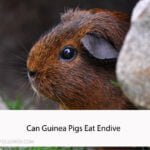 Can Guinea Pigs Eat Endive