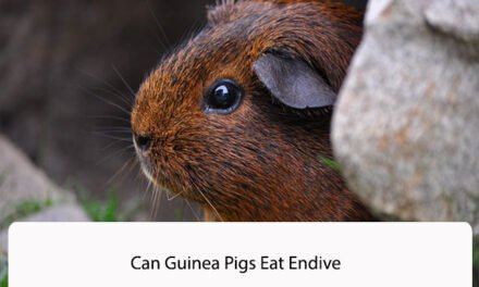 Can Guinea Pigs Eat Endive