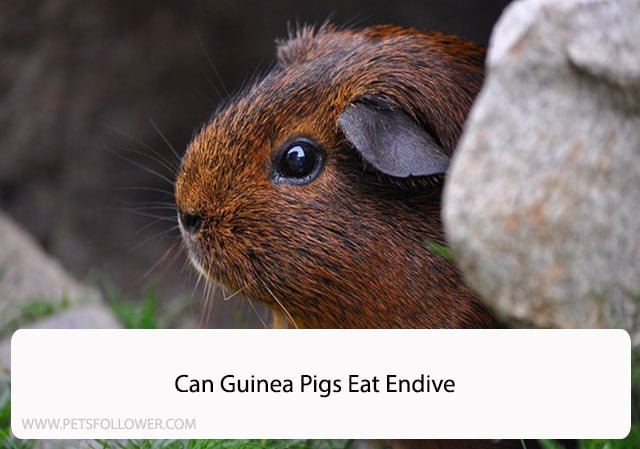 Can Guinea Pigs Eat Endive