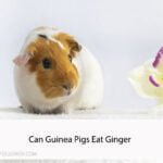 Can Guinea Pigs Eat Ginger