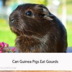 Can Guinea Pigs Eat Gourds
