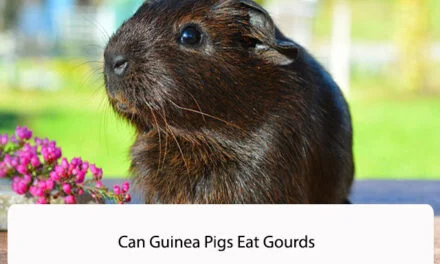 Can Guinea Pigs Eat Gourds