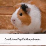 Can Guinea Pigs Eat Grape Leaves