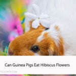 Can Guinea Pigs Eat Hibiscus Flowers