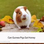 Can Guinea Pigs Eat Honey