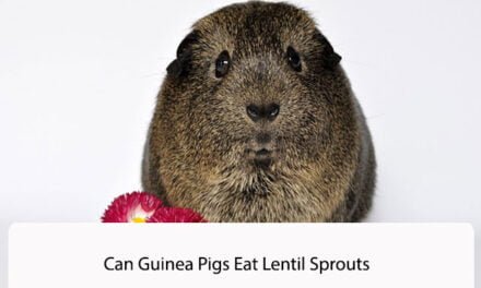 Can Guinea Pigs Eat Lentil Sprouts