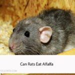 Can Rats Eat Alfalfa