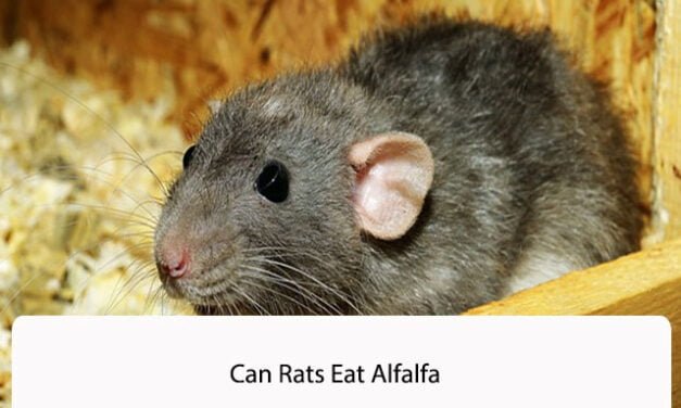 Can Rats Eat Alfalfa