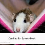 Can Rats Eat Banana Peels