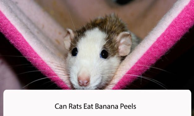 Can Rats Eat Banana Peels