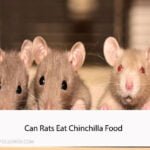 Can Rats Eat Chinchilla Food