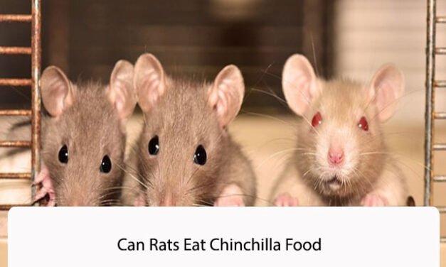 Can Rats Eat Chinchilla Food