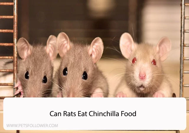 Can Rats Eat Chinchilla Food