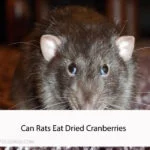 Can Rats Eat Dried Cranberries