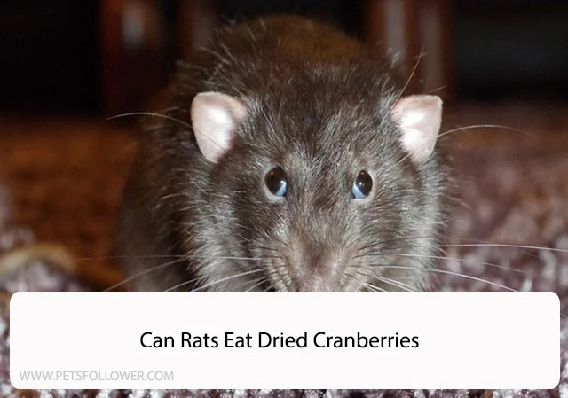 Can Rats Eat Dried Cranberries