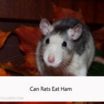 Can Rats Eat Ham