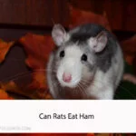 Can Rats Eat Ham