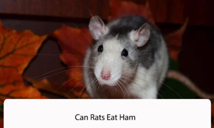 Can Rats Eat Ham