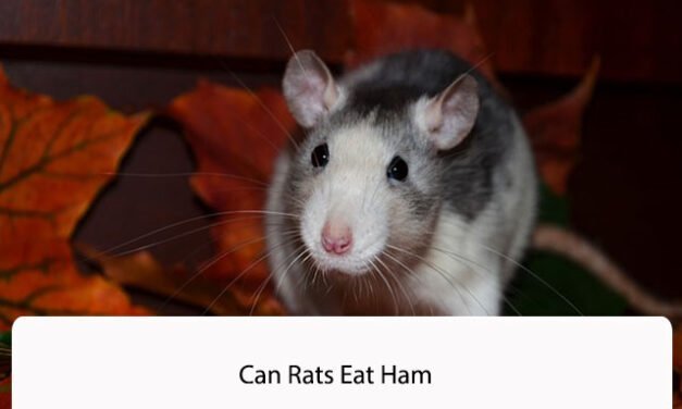 Can Rats Eat Ham