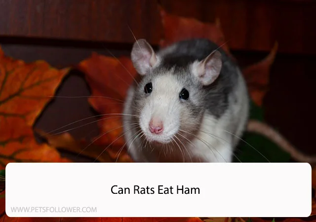 Can Rats Eat Ham