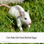 Can Rats Eat Hard Boiled Eggs