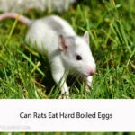 Can Rats Eat Hard Boiled Eggs