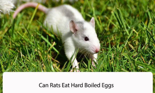Can Rats Eat Hard Boiled Eggs
