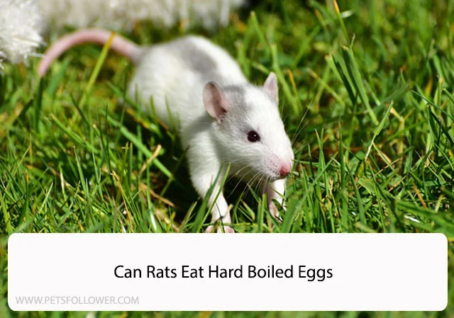 Can Rats Eat Hard Boiled Eggs
