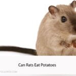 Can Rats Eat Potatoes