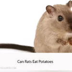 Can Rats Eat Potatoes