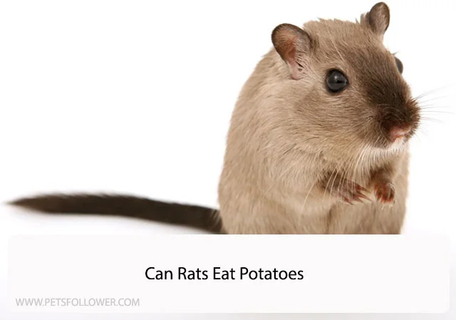 Can Rats Eat Potatoes