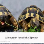 Can Russian Tortoise Eat Spinach