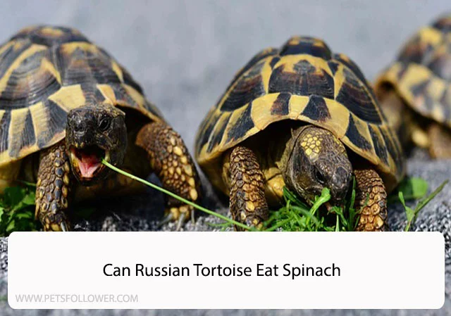 Can Russian Tortoise Eat Spinach